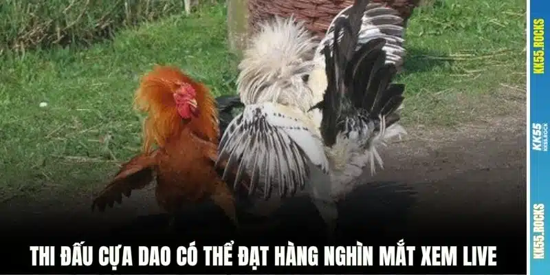 Thi đấu cựa dao có thể đạt hàng nghìn mắt xem live
